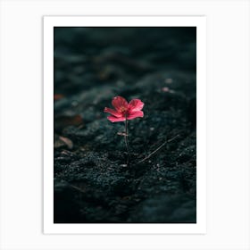 Pink Flower In The Dark 2 Art Print