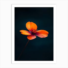 Orange Flower 1 Art Print