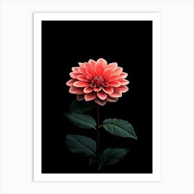 Dahlia Flower 14 Art Print