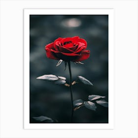 Dark Rose 17 Art Print