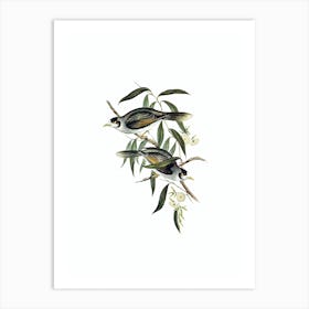 Vintage Garrulous Honeyeater Bird Illustration on Pure White n.0271 Art Print