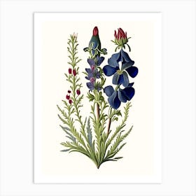 Veronica Wildflower Vintage Botanical 1 Art Print