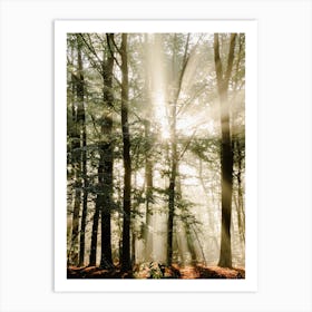 Sunbeams breaking through the Trees in the Forest Art Print
