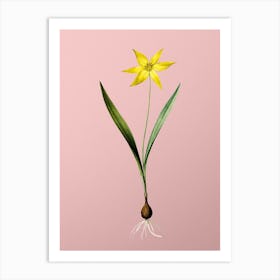 Vintage Tulipa Celsiana Botanical on Soft Pink n.0159 Art Print