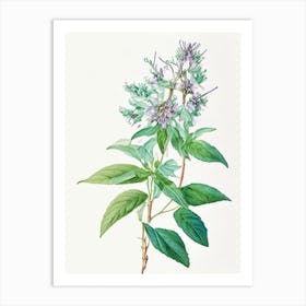 Mountain Mint Wildflower Watercolour Art Print