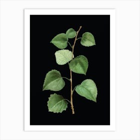 Vintage Quaking Aspen Botanical Illustration on Solid Black Art Print