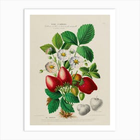 Strawberry Print 1 Art Print