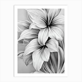 Amaryllis B&W Pencil 3 Flower Art Print