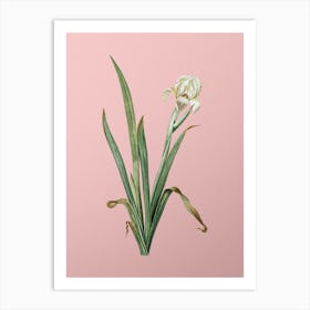 Vintage Crimean Iris Botanical on Soft Pink n.0631 Art Print