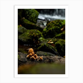 Mushrooms In A Stream Art Print