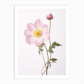 Pressed Wildflower Botanical Art Wild Rose 2 Art Print