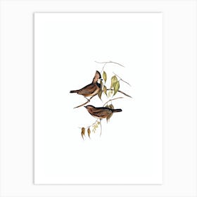 Vintage Crested Oreoica Bird Illustration on Pure White n.0041 Art Print