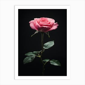 Pink Rose On Black Background 89 Poster