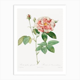 Rosa Gallica, Pierre Joseph Redouté Art Print