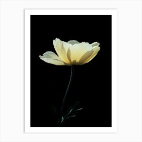 White Poppy 2 Art Print