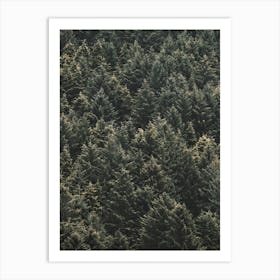 Thick Pine Forest Art Print
