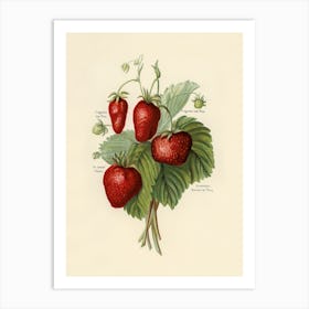 Vintage Illustration Of Strawberries, John Wright Art Print