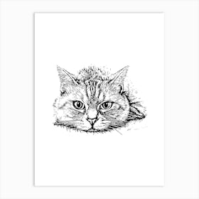 Cat Drawing 2 Póster