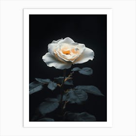 Rizwanakhan Rose Flower Black Background Ultra Hd 8k Ar 916 Be429e0a Bb9b 42d3 8e3a 776935077da7 1 Art Print