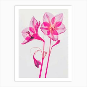 Hot Pink Amaryllis 5 Art Print