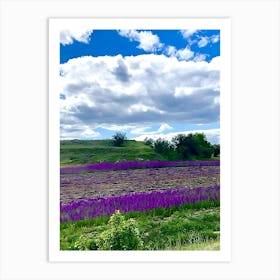 Lavender Field 8 Art Print