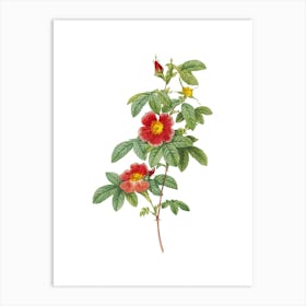 Vintage Single May Rose Botanical Illustration on Pure White n.0561 Art Print