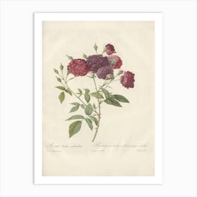 Rose Illustration, Pierre Joseph Redoute (11) 1 Art Print