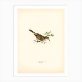 Common Whitethroat (Sylvia Communis), The Von Wright Brothers Art Print