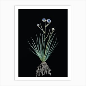 Vintage Blue Corn Lily Botanical Illustration on Solid Black n.0443 Art Print