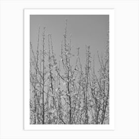 Apple Blossoms In Irrigated Orchard In Bernalillo County, New Mexico By Russell Lee Art Print