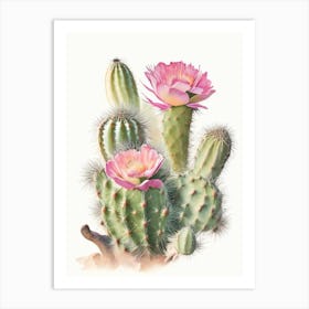 Cylindropuntia Kleiniae Pastel Watercolour Art Print