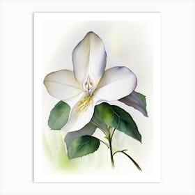 Trillium Wildflower Watercolour 1 Art Print