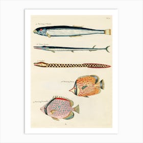 Colourful And Surreal Illustrations Of Fishes Found In Moluccas (Indonesia) And The East Indies, Louis Renard(50) Art Print