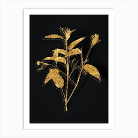 Vintage Maranta Arundinacea Botanical in Gold on Black n.0236 Art Print