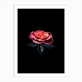 Rose On Black Background 11 Art Print