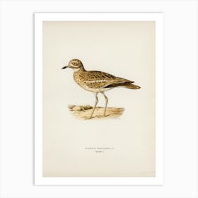 Eurasian Stone Curlew, The Von Wright Brothers Art Print