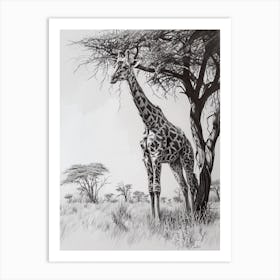 Giraffe With The Acacia Tree 1 Art Print