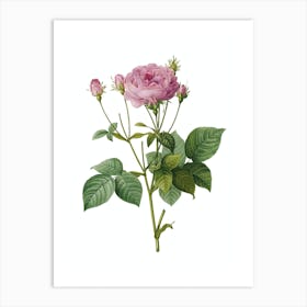 Vintage Pink French Roses Botanical Illustration on Pure White n.0697 Art Print