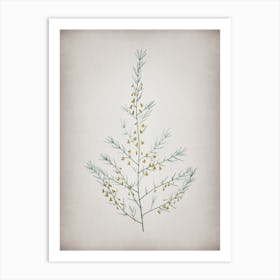 Vintage Sea Asparagus Botanical on Parchment n.0564 Art Print