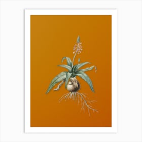 Vintage Lachenalia Lanceaefolia Botanical on Sunset Orange n.0890 Art Print