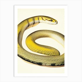 Yellow Bellied Snake Vintage Art Print
