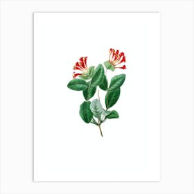 Vintage North West Honeysuckle Botanical Illustration on Pure White n.0339 Art Print