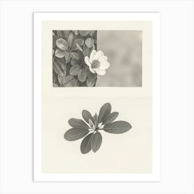 Magnolia Flower Photo Collage 2 Art Print