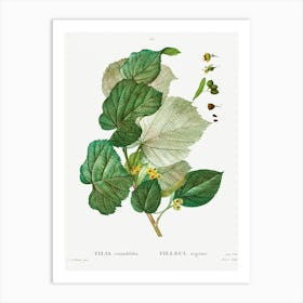 Tilia Rotundifolia, Pierre Joseph Redoute Art Print