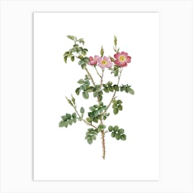 Vintage Prickly Sweetbriar Rose Botanical Illustration on Pure White n.0846 Art Print