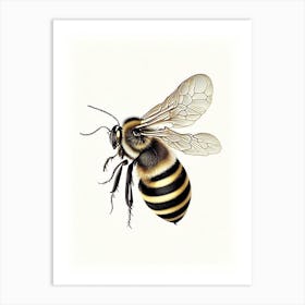 Insect Bee 2 Vintage Art Print