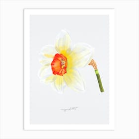 Daffodil 4 Art Print