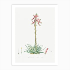 Aloe Humilis, Pierre Joseph Redoute Art Print