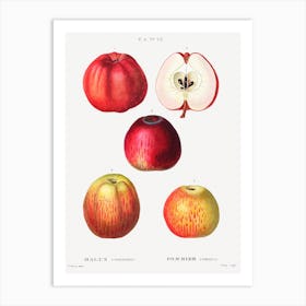 Apple, Pierre Joseph Redoute Art Print