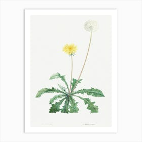 Dandelion from La Botanique de J. J. Rousseau, Pierre Joseph Redoute Art Print